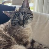 Foto del gato perdido en Apprieu