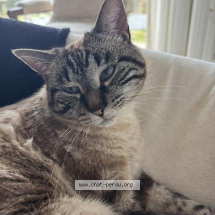 Foto 1/1 Naya Chat perdido en Apprieu