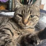 Foto del gato perdido en Poitiers