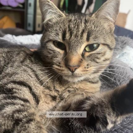 Foto 1/1 Esm&eacute;e Chat perdido en Poitiers