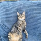 Foto del gato perdido en Balledent