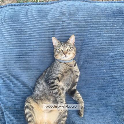 Foto 1/1 Jango Chat perdido en Balledent