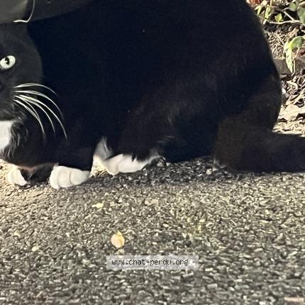 Foto 1/1 Gato encontrado Encontrado en Limoges