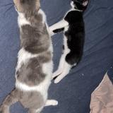 Foto del gato perdido en Moulins