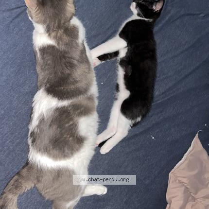 Foto 1/1 Simba Chat perdido en Moulins