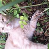 Foto del gato perdido en Domene