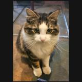 Foto del gato perdido en Paris