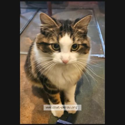 Foto 1/1 Juliette Chat perdido en Paris