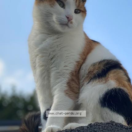 Foto 1/1 Aiko Chat perdido en Gerpinnes