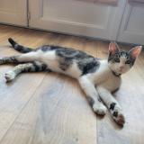 Foto del gato perdido en Poitiers