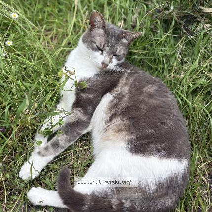Foto 1/1 Gato encontrado Perdido en Paris