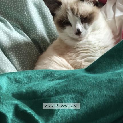 Foto 1/1 lila Chat perdido en Donzere