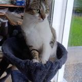 Foto del gato perdido en Ambazac