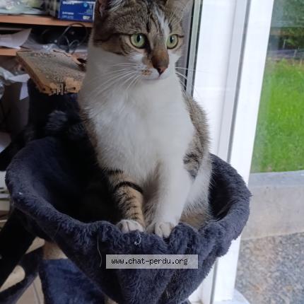 Foto 1/1 Olaf Chat perdido en Ambazac