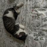 Foto del gato perdido en Cublac