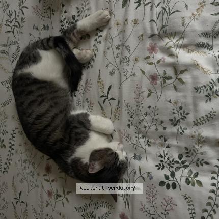 Foto 1/1 Minou Raynal Chat perdido en Cublac