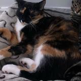 Foto del gato perdido en Terrebonne