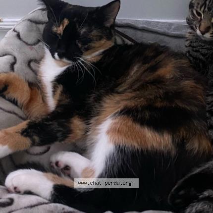 Foto 1/1 Star Chat perdido en Terrebonne