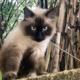 Foto del gato perdido en Montpellier