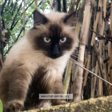 Foto 1/1 Milo Chat perdido en Montpellier