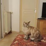 Foto de gato encontrado en Saint Esteve