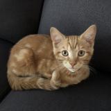 Foto del gato perdido en Vimont Laval