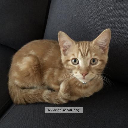 Foto 1/1 Mača Chat perdido en Vimont laval