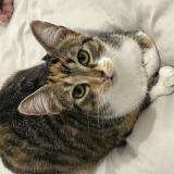 Foto del gato perdido en La Rochelle