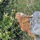 Foto del gato perdido en Beauvallon