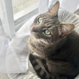 Foto del gato perdido en Leognan