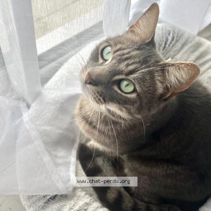 Foto 1/1 ra&iuml;ley Chat perdido en Leognan