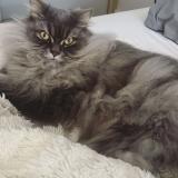 Foto del gato perdido en Ormesson