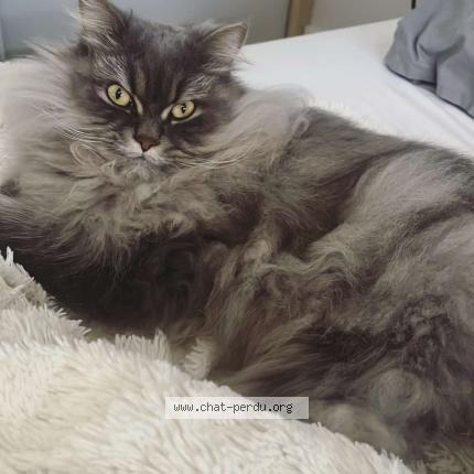 Foto 1/1 LILOU Chat perdido en Ormesson