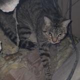 Foto de gato encontrado en Pamiers