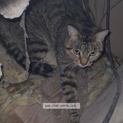 Foto 1/3 Gato encontrado Encontrado en Pamiers