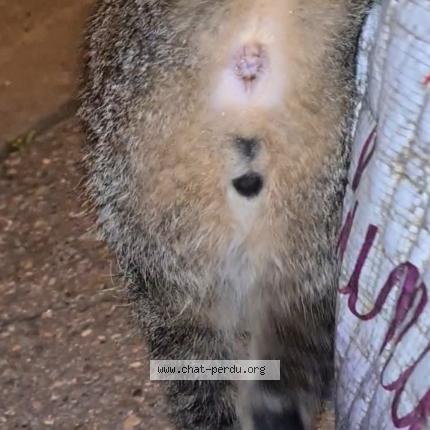 Foto 2/3 Gato encontrado Encontrado en Pamiers