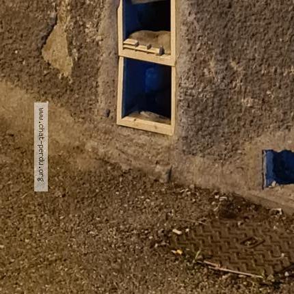 Foto 3/3 Gato encontrado Encontrado en Pamiers