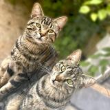 Foto del gato perdido en Montpellier