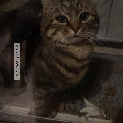 Foto 1/4 Gato encontrado Encontrado en Stains