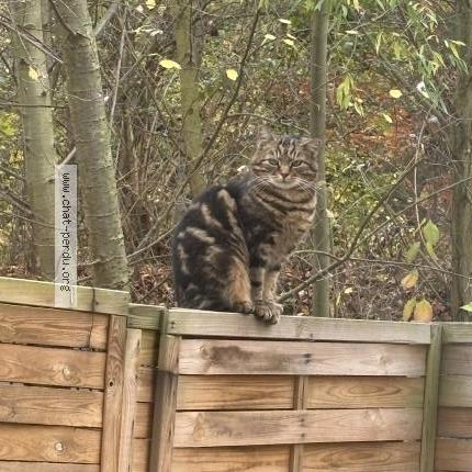 Foto 2/4 Gato encontrado Encontrado en Stains