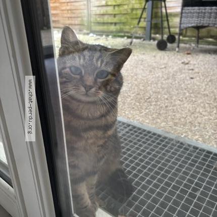 Foto 3/4 Gato encontrado Encontrado en Stains