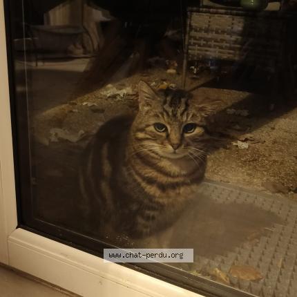 Foto 4/4 Gato encontrado Encontrado en Stains