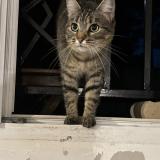 Foto del gato perdido en La Varenne St Hilaire