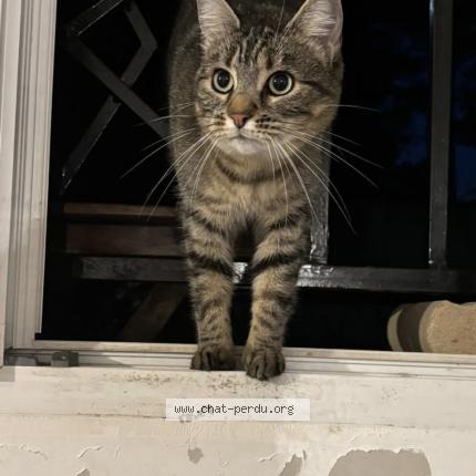 Foto 1/1 Blue Chat perdido en La varenne st hilaire