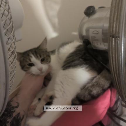 Foto 1/1 Minnie Chat perdido en Colombes