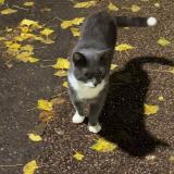 Foto de gato encontrado en Paris