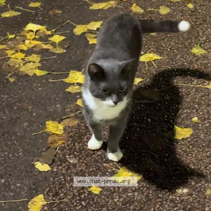 Foto 1/1 Gato encontrado Encontrado en Paris