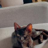 Foto del gato perdido en Brantom