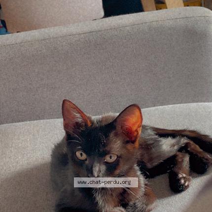 Foto 1/1 Milo Chat perdido en Brantom