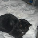 Foto del gato perdido en Saint Maixant